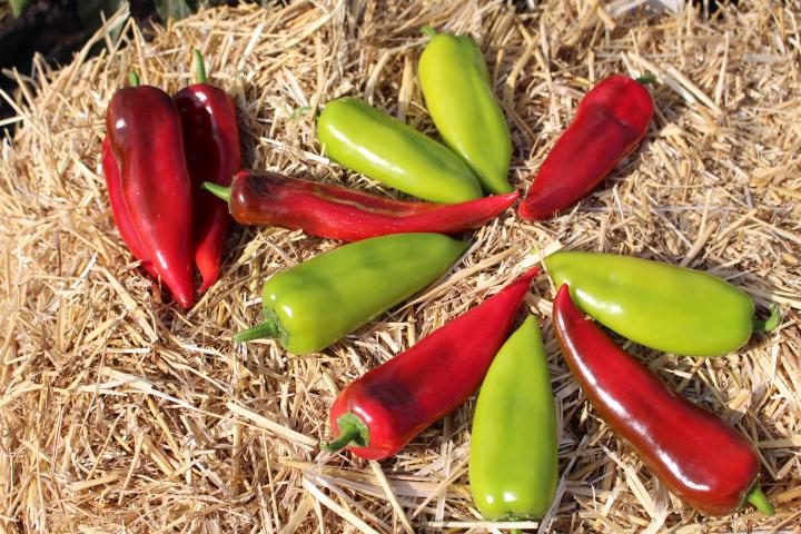 Семена Перец сладкий Капело ТД Гекса-Украина 01-20-060 500 шт. (IR01353)