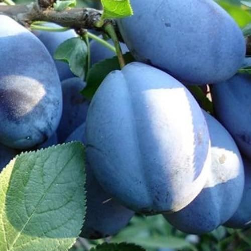 Сажанец Слива Топ гигант осенний сорт поздний срок созревания (46277)