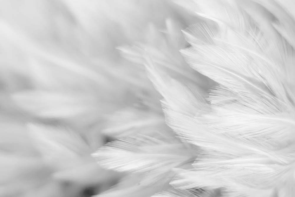 Фотообои Artside Перья 1146573557