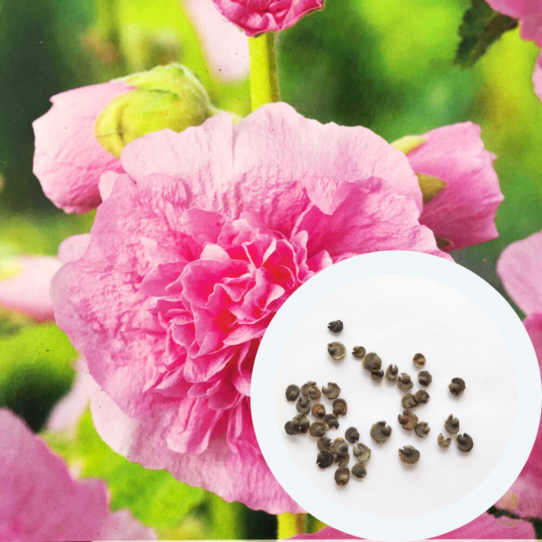 Насіння Мальва Гірлянда 0,5 г 30 шт. рожева махрова Alcea rosea (RS-01214) - фото 2 Насіння Мальва Гірлянда 0,5 г 30 шт. рожева махрова Alcea rosea (RS-01214) - фото 2