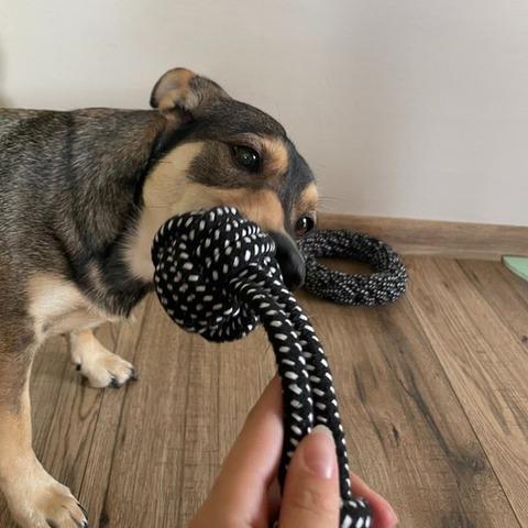 Набор игрушек для собак 10 предметов - фото 7