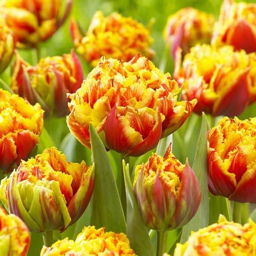 Тюльпан Florium Gold Dust (11107) - фото 3 Тюльпан Florium Gold Dust (11107) - фото 3