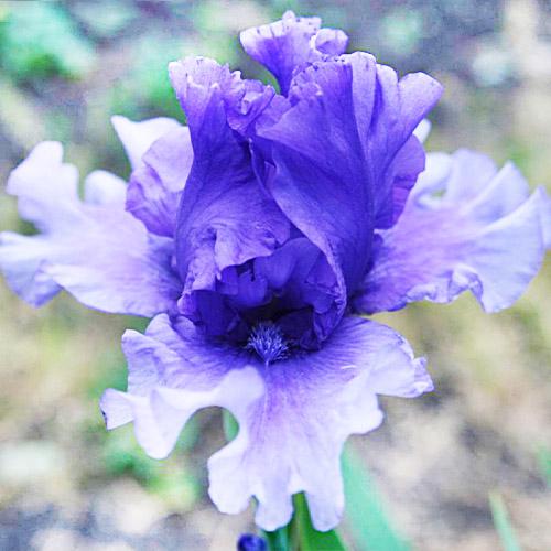 Ирис Tokatee Falls Florium