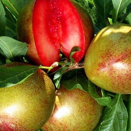 Сажанец Слива Кримсон Гло Crimson Glo летний сорт средний срок созревания (50907)