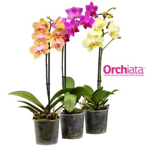 Орхіату Florium Power субстрат 35 л 9-12 мм (18649) - фото 3 Орхіату Florium Power субстрат 35 л 9-12 мм (18649) - фото 3