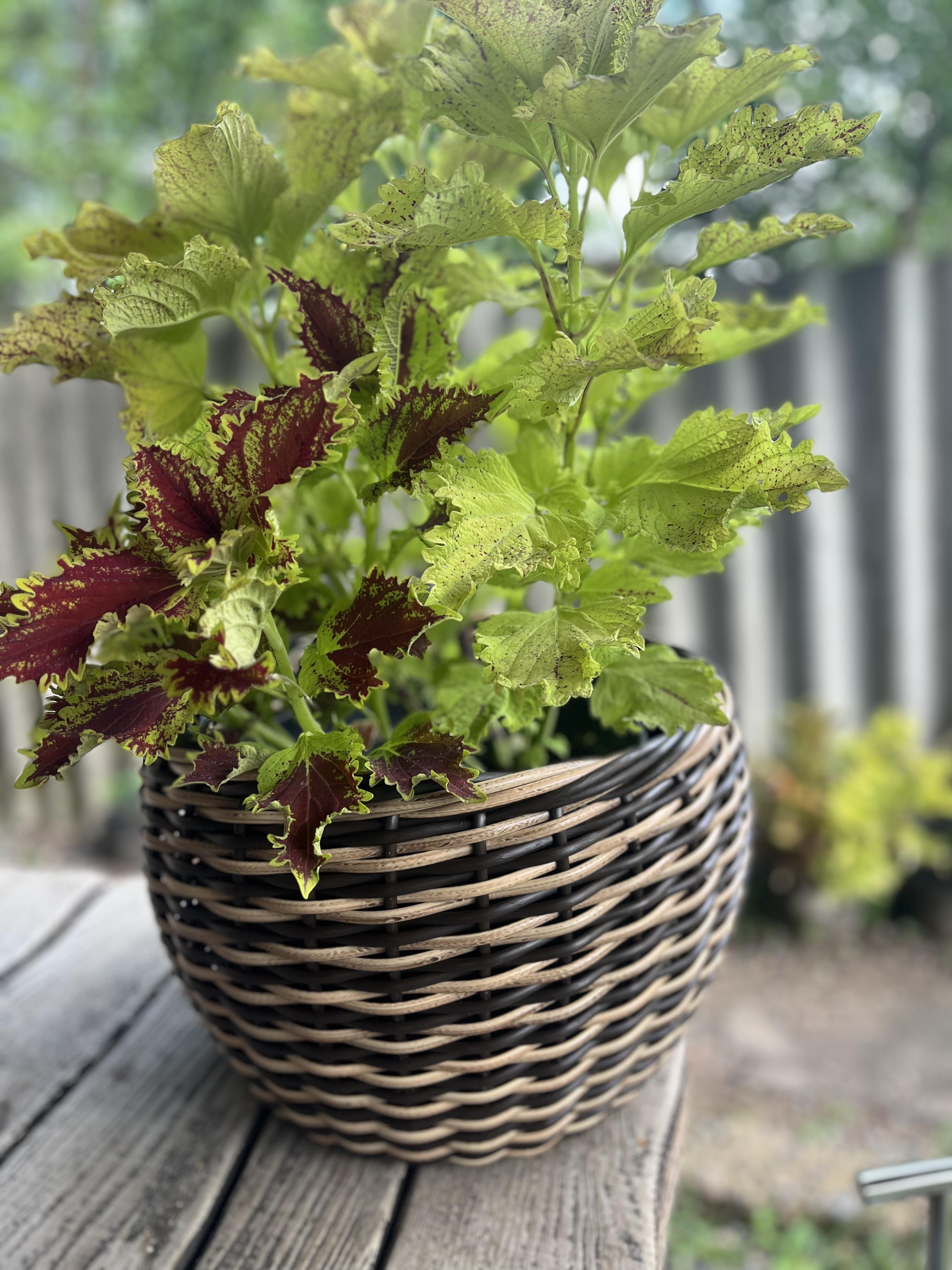 Кашпо для цветов из искусственного ротанга 16 л Комби (28004516) - фото 4 Кашпо для цветов из искусственного ротанга 16 л Комби (28004516) - фото 4