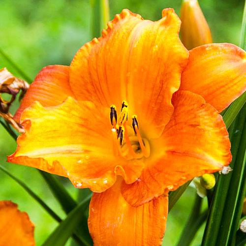 Лилейник Florium Mauna Loa (9859)