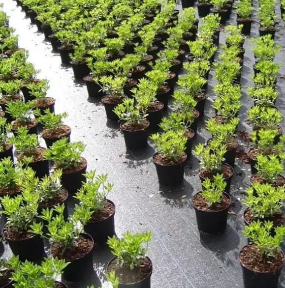 Агроволокно Shadow 100 г/м² 1,1x5 м (АГРП0001) - фото 5 Агроволокно Shadow 100 г/м² 1,1x5 м (АГРП0001) - фото 5