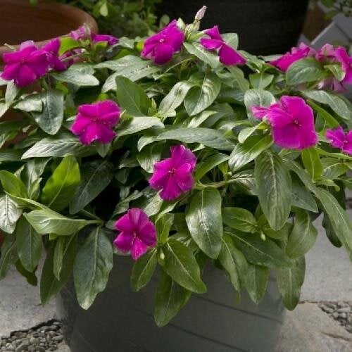 Семена цветов Катарантус розовый Solar Avalanche F1 violet Hem Genetics 500 шт. (BN09186-2)
