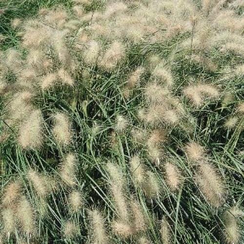 Семена цветов Pennisetum villosum Fluffy Benary 1000 шт. (BN02908)
