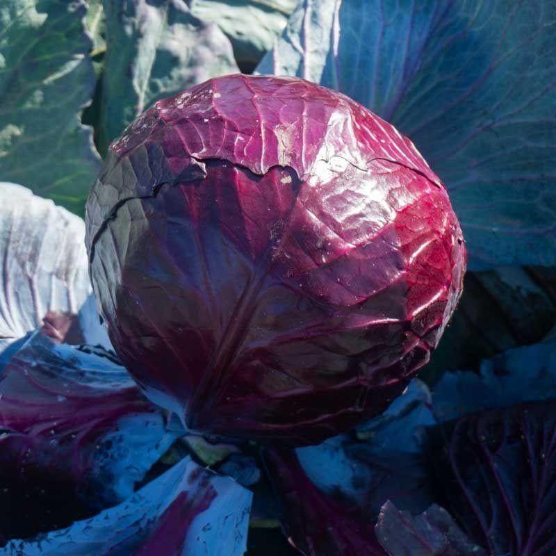 Семена Капуста Краснокочанная Syngenta RESCUE F1 2 500 шт. (2281166727)