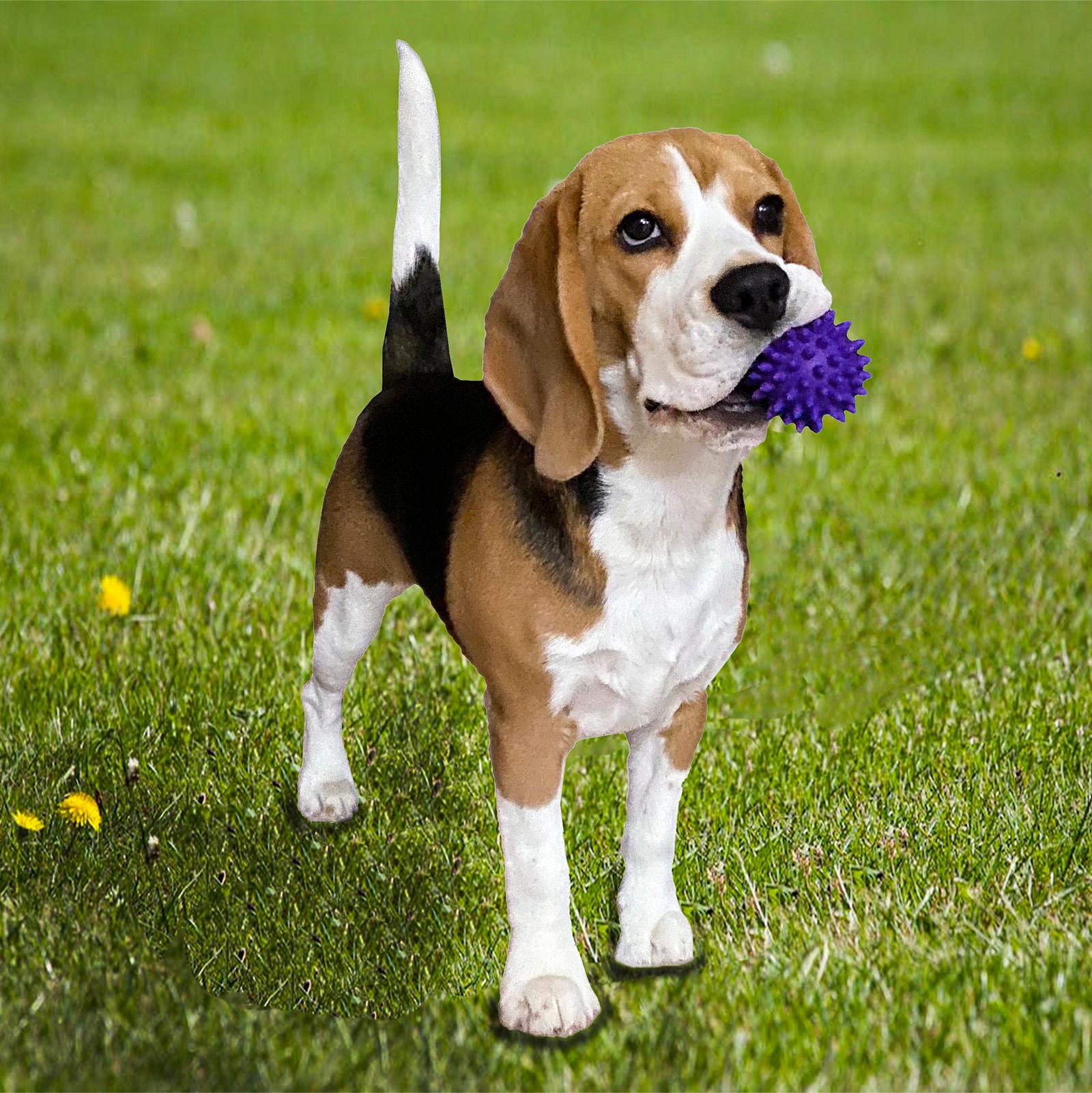 М'яч із шипами OSPORT ПВХ 6 см Фіолетовий (R-00009) - фото 3 М'яч із шипами OSPORT ПВХ 6 см Фіолетовий (R-00009) - фото 3