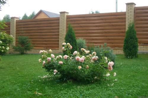 Сайдинг металлический блок-хаус 1-х сторонний 370х1000 мм глянець Светлое дерево - фото 2 Сайдинг металлический блок-хаус 1-х сторонний 370х1000 мм глянець Светлое дерево - фото 2