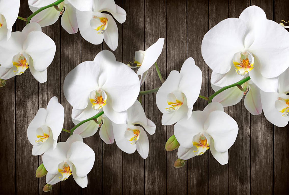 Фотообои WS Wallpaper Орхидеи на деревянной стене 392x270 см (31376)