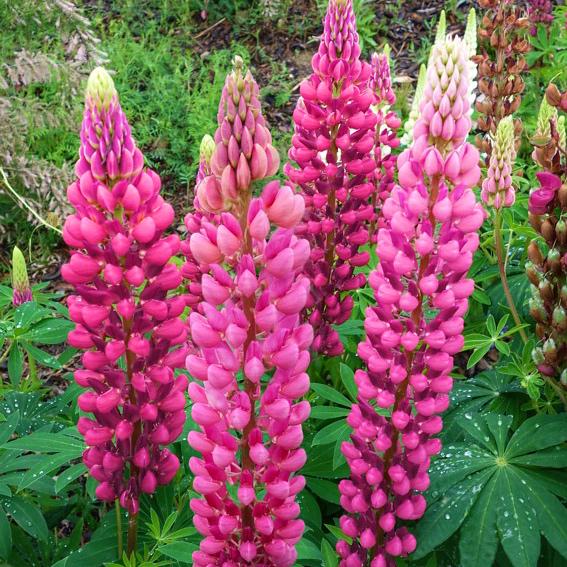 Саженцы Люпин Розовый Gallery Pink 3 шт. (38292837)