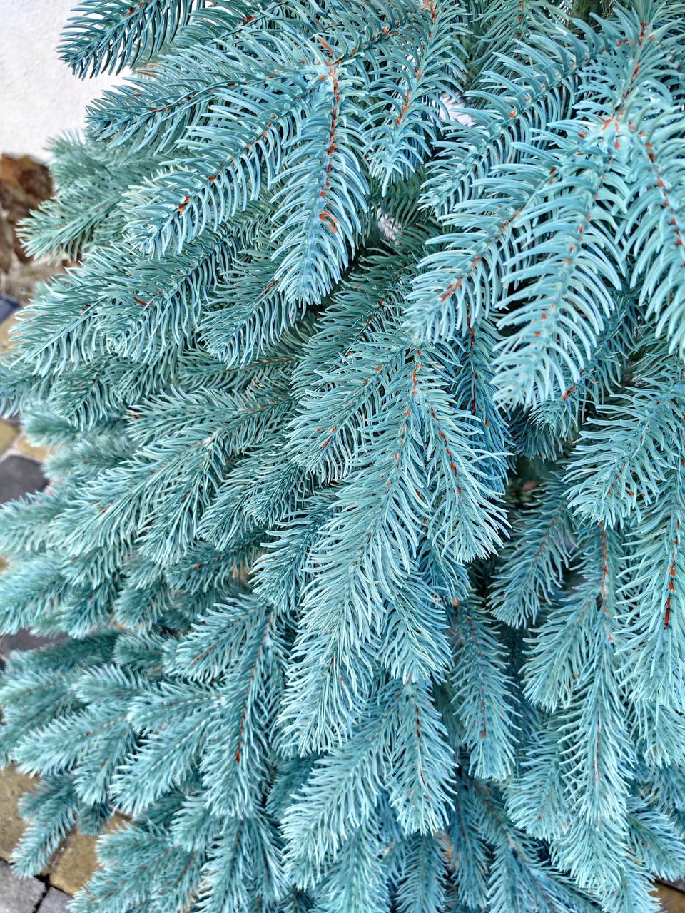 Ялинка штучна литая Буковская голубая я 230 см с подставкой в коробке (23500707) - фото 2