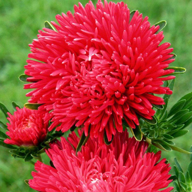 Насіння Астра Gala Scarlet ТД Гекса-Україна 4846 100 шт. (IR003112)