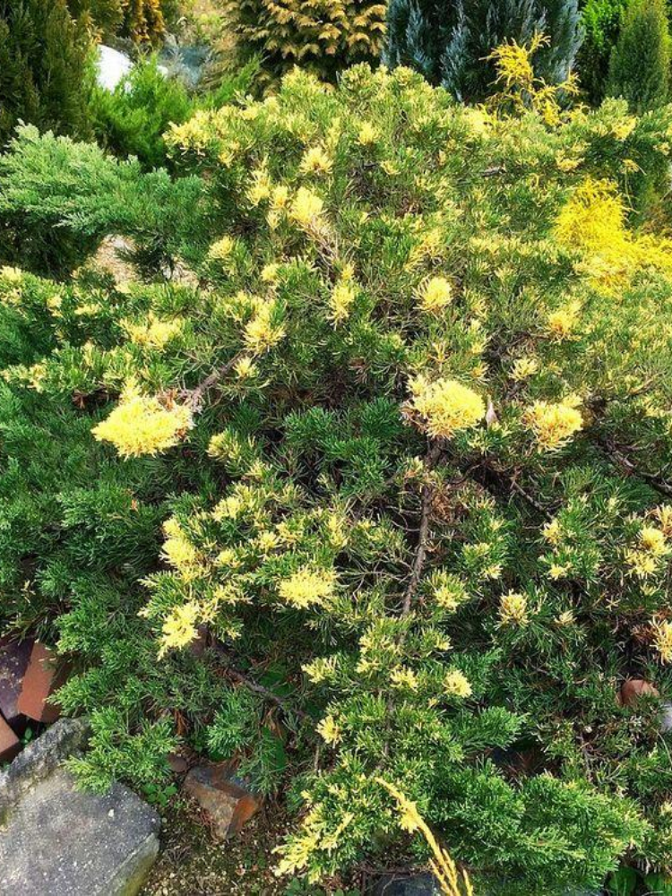 Саженец Можжевельник Chinensis Expansa Variegata контейнер С3 (7150)
