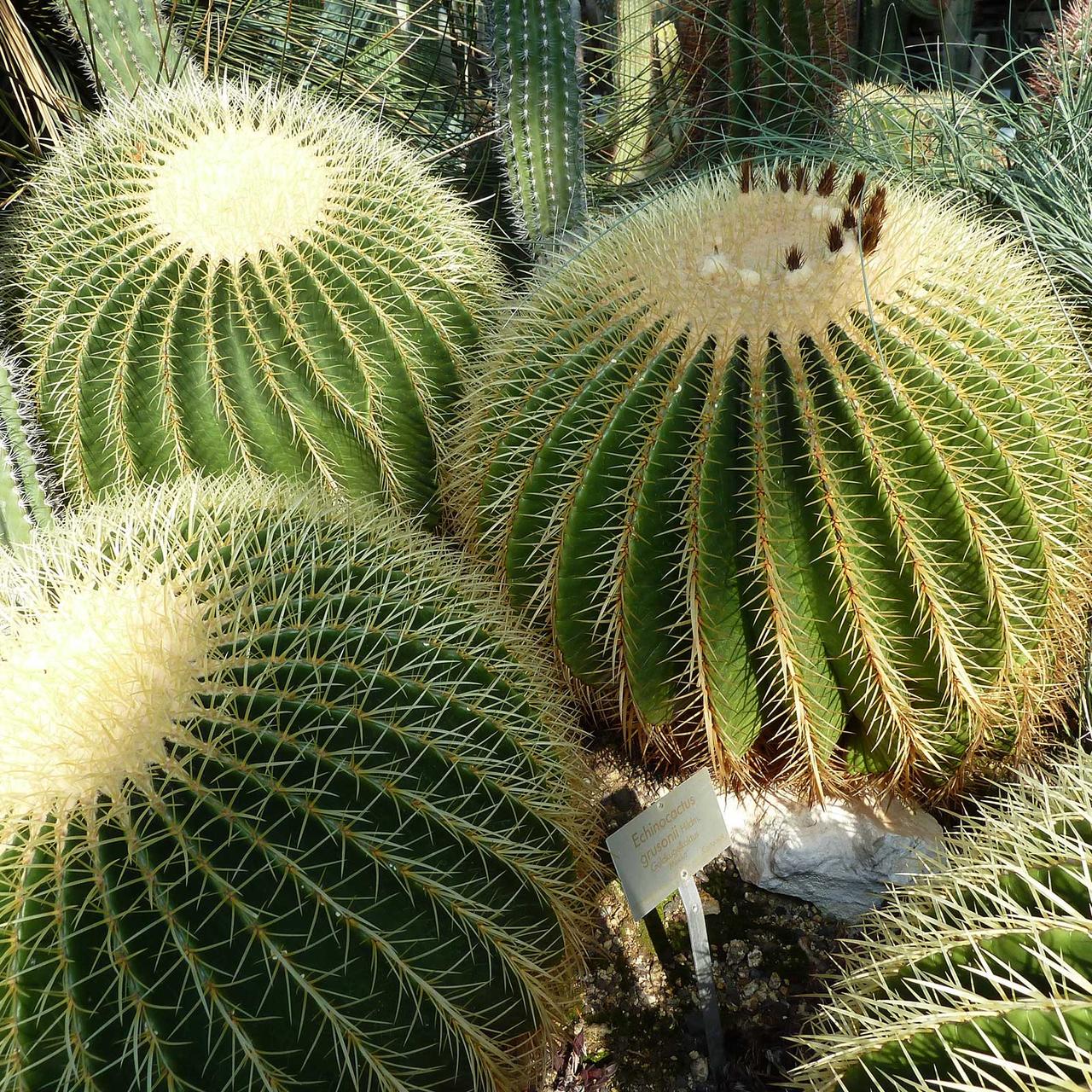 Насіння Ехінокактус Грузона 5 шт. (2178759554) - фото 3