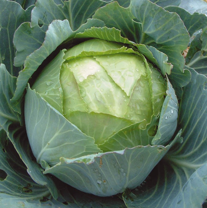 Насіння Капуста білокочанна Амагер Агроном ТД Гекса-Україна 01-06-097 5 г (IR02456)