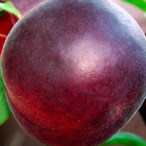 Сажанец Абрикос Черный Персиковый летний сорт поздний срок созревания (39859)