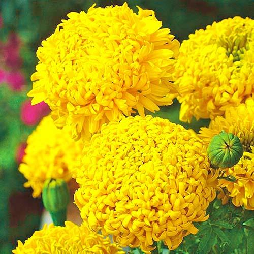 Семена Бархатцы Фантастик Голд Florium Семена Бархатцы Фантастик Голд Florium