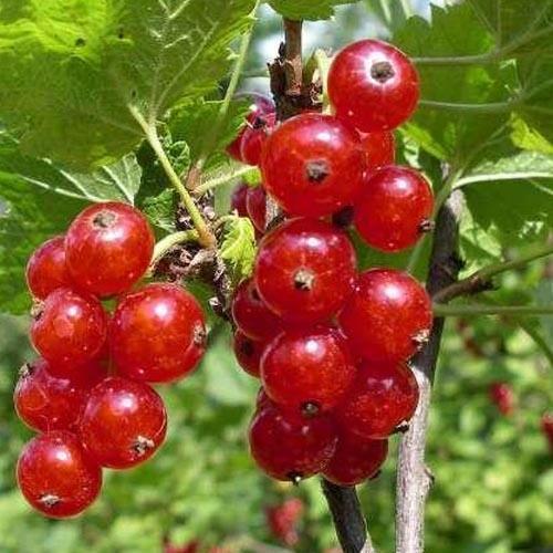 Сажанец Смородина красная Ненаглядная средний срок созревания (38430)