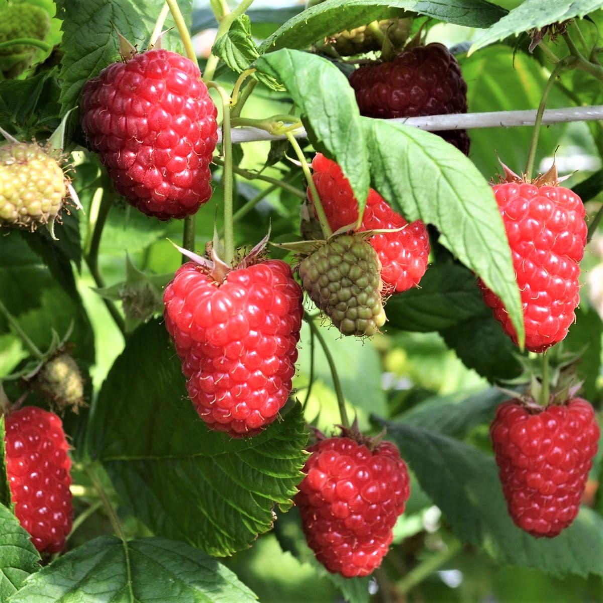 Саженцы малины ремонтантной Энросадира крупноплодная (1542635760)