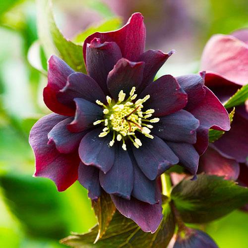 Морозник Florium Purple Double (18108) - фото 2