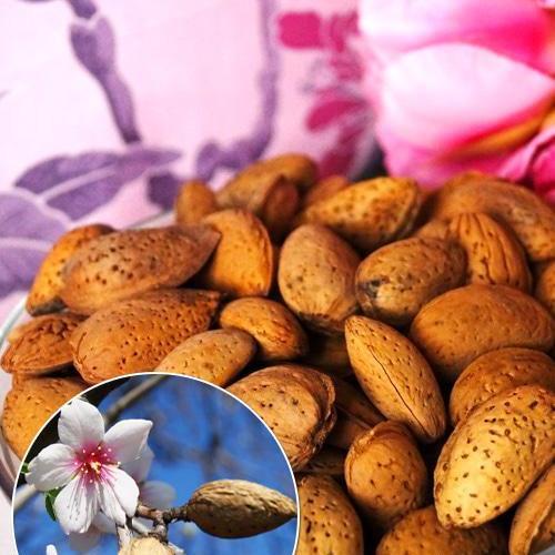 Сажанец Эксклюзив Миндаль Первоклассный First-class премиальный плодоносный сорт раннего срока созревания (47379)