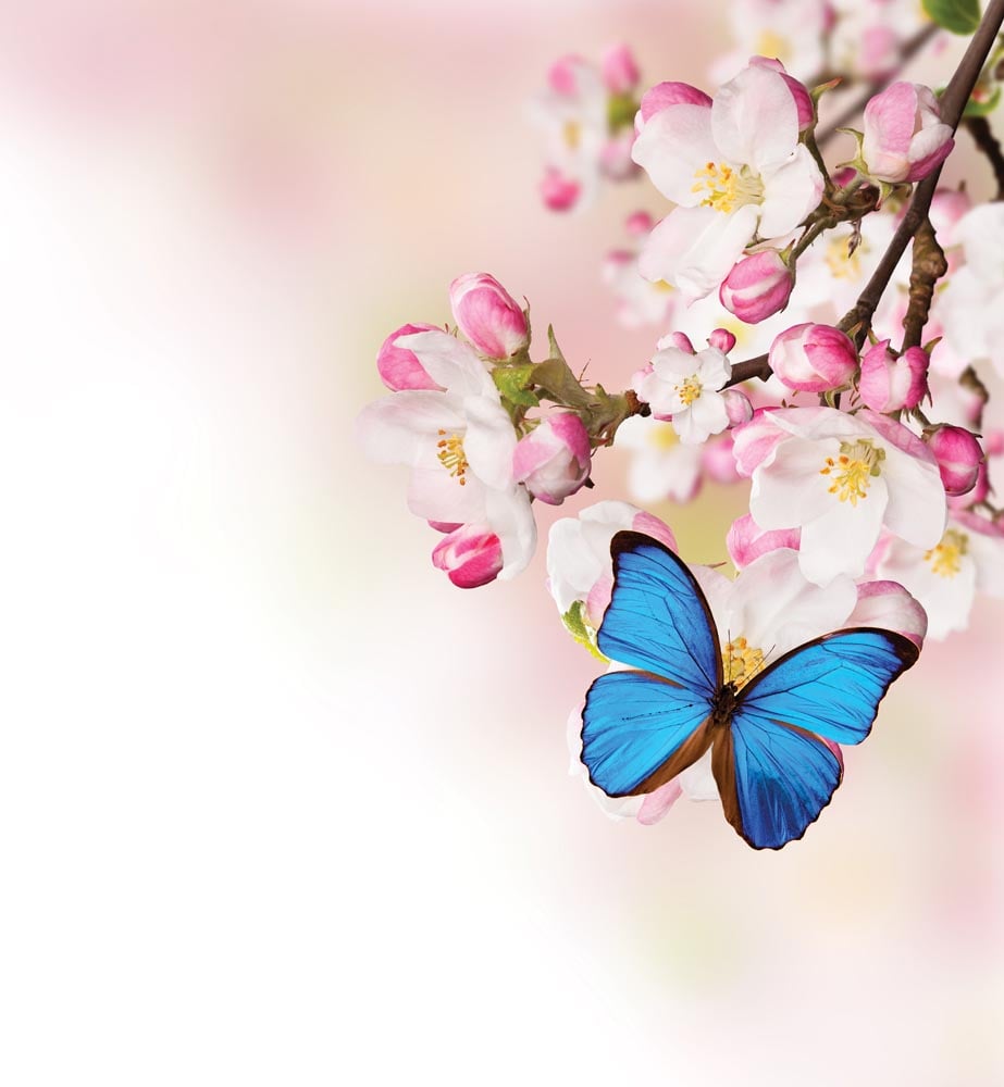 Фотообои WS Wallpaper Цветы 240x260 см (31009)