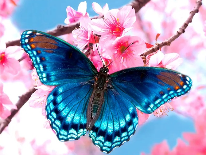 Алмазная мозаика Синяя бабочка 30х40 см (28915517)