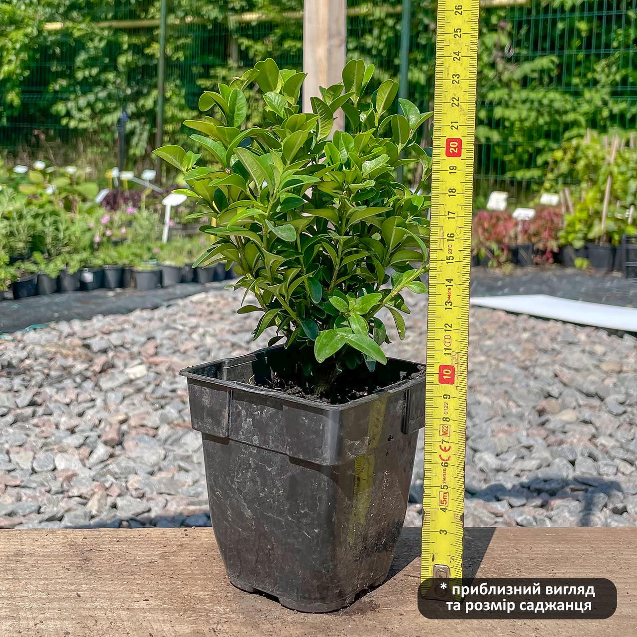 Саджанець самшиту Buxus Р9 (646586412) - фото 2 Саджанець самшиту Buxus Р9 (646586412) - фото 2