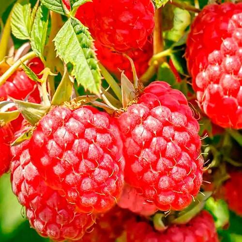 Сажанец Малина Персея ранний срок созревания высокоурожайный сорт (177735)