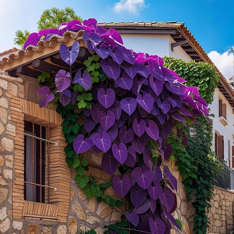 Семена крупнолистной ипомеи батат микс сортов 5 шт.