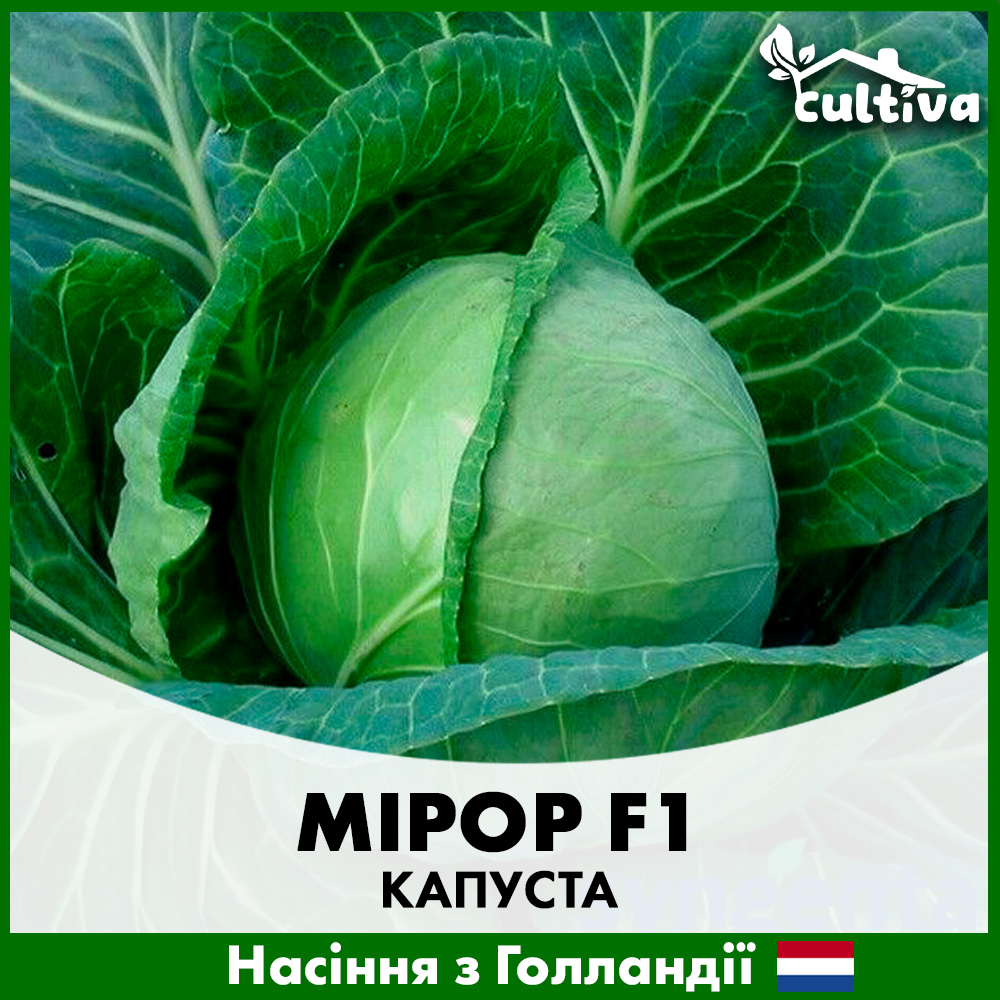 Семена капусты Syngenta Белоголова Мирор F1 20 шт. (R50215)