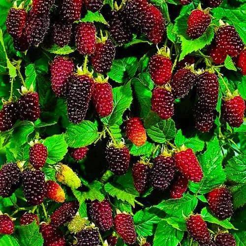 Саджанець Малинно-ожиновий гібрид Бойсенберрі Boysenberry ремонтантний сорт один з найкращих гібридів (23997)