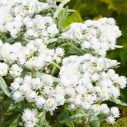 Анафалис трёхжилковый Florium Silver Wave (18133)