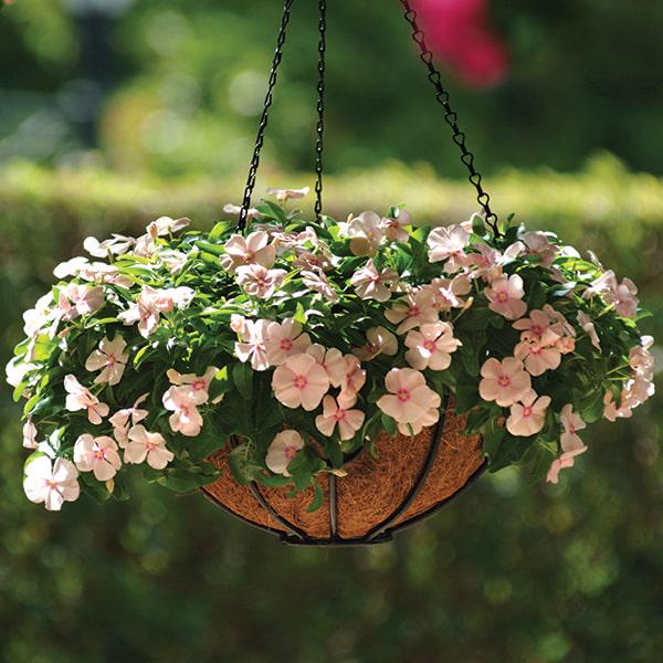 Семена Катарантус ампельный Mediterranean Peach ТД Гекса-Украина 02-01-362 100 шт. (IR003240)