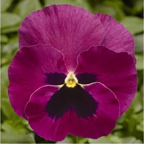Семена цветов Виола Delta Pro F1 Rose with Blotch Syngenta 25 шт. (BN12397-4)