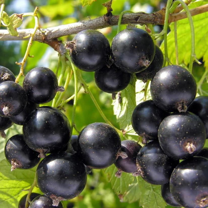 Саджанець чорної смородини Кентавр рання скороплідна (1218464875)