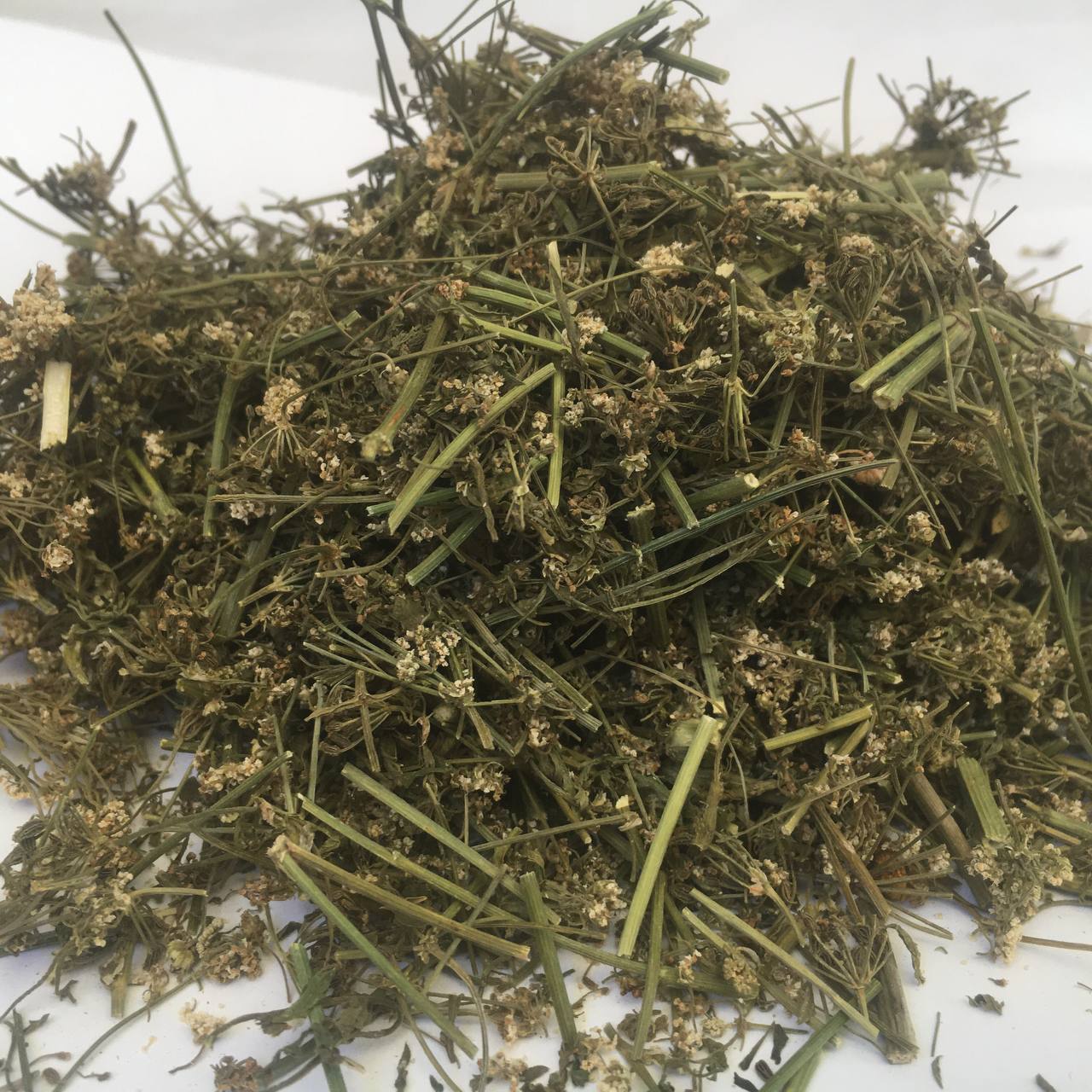 Болиголов пятнистый Карпаты 50 г (629621c140a42d7c154138c2)