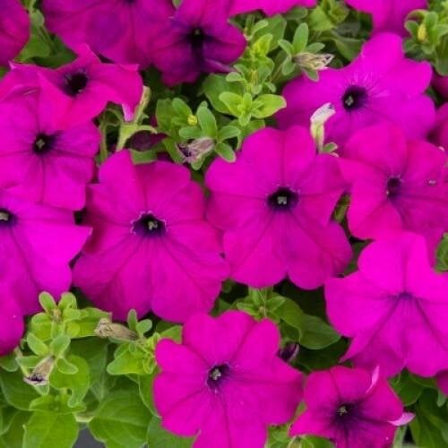 Семена цветов Петуния крупноцветная SUCCESS! 360° Violet Benary 50 шт. (BN12297-3)