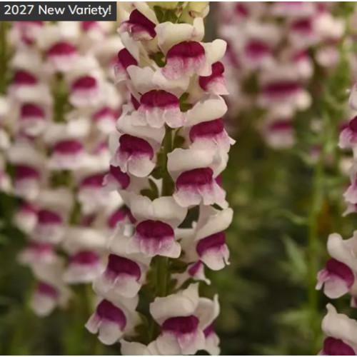 Семена цветов PanAmerican Львиный зев MONACO F1 Plumblossom 1000 шт. (BN00154)
