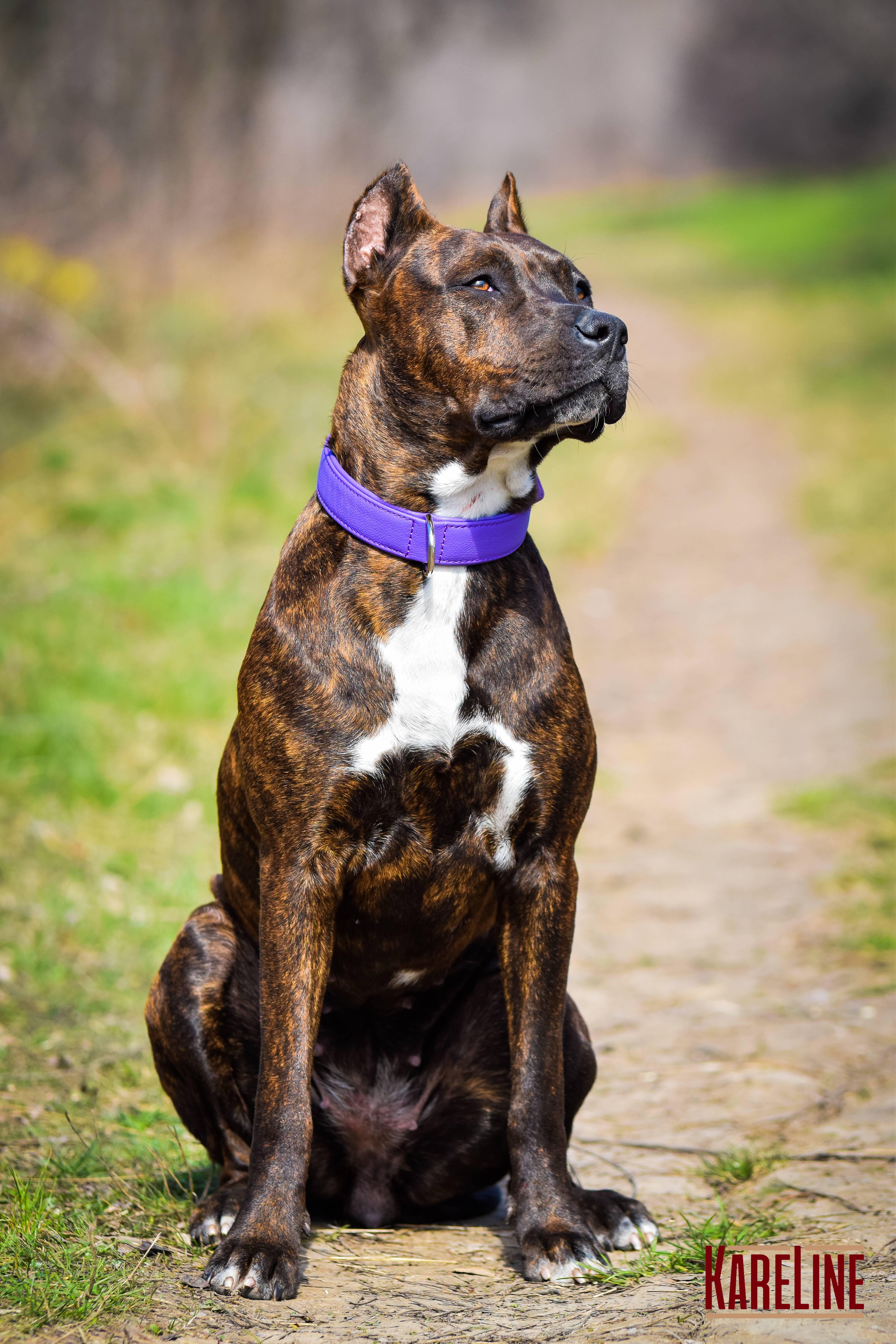 Ошейник KareLine из натуральной кожи 16 мм 260-310 мм Фиолетовый (8021/9) - фото 4 Ошейник KareLine из натуральной кожи 16 мм 260-310 мм Фиолетовый (8021/9) - фото 4