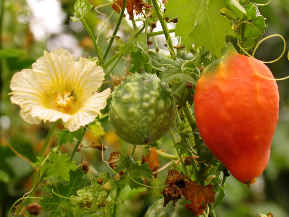 Насіння Момордики бальзамічної Momordica balsamina 3 шт.