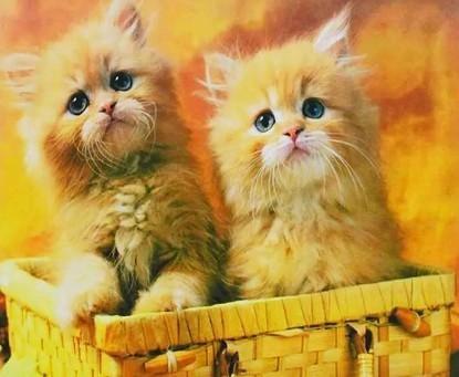 Алмазная мозаика Корзина с котятами на холсте с подрамником 30х40 см (GB71566)