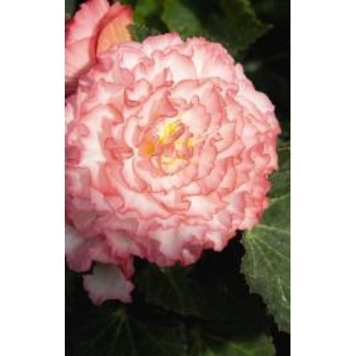 Семена цветов Бегония клубневая Nonstop Rose Petticoat Benary 500 шт. (BN00298-2)