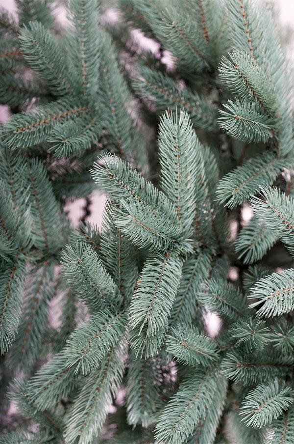 Ялинка лита Буковельська 1,50 м Блакитний - фото 3 Ялинка лита Буковельська 1,50 м Блакитний - фото 3