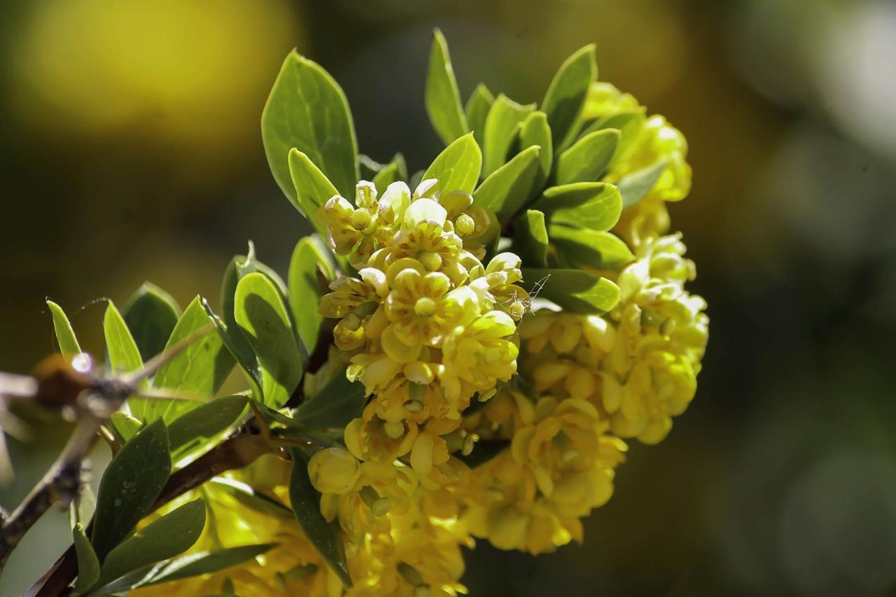 Насіння Барбарис іспанський Berberis hispanica 5 шт./уп. - фото 3